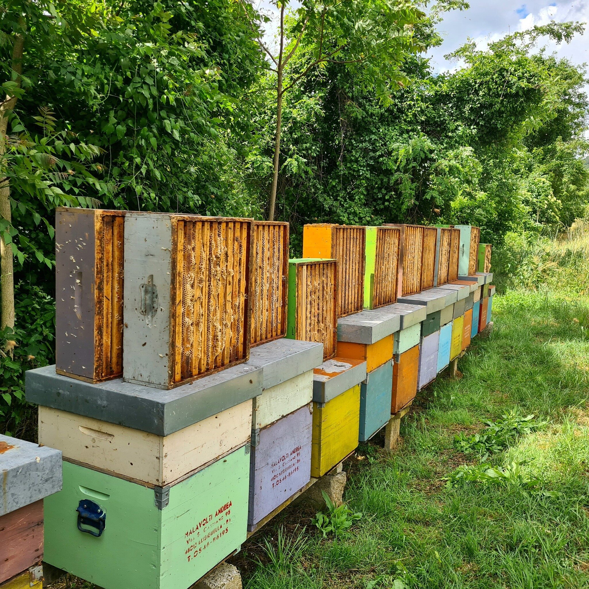 506958062 1288136166651121 3764409045138192399 N