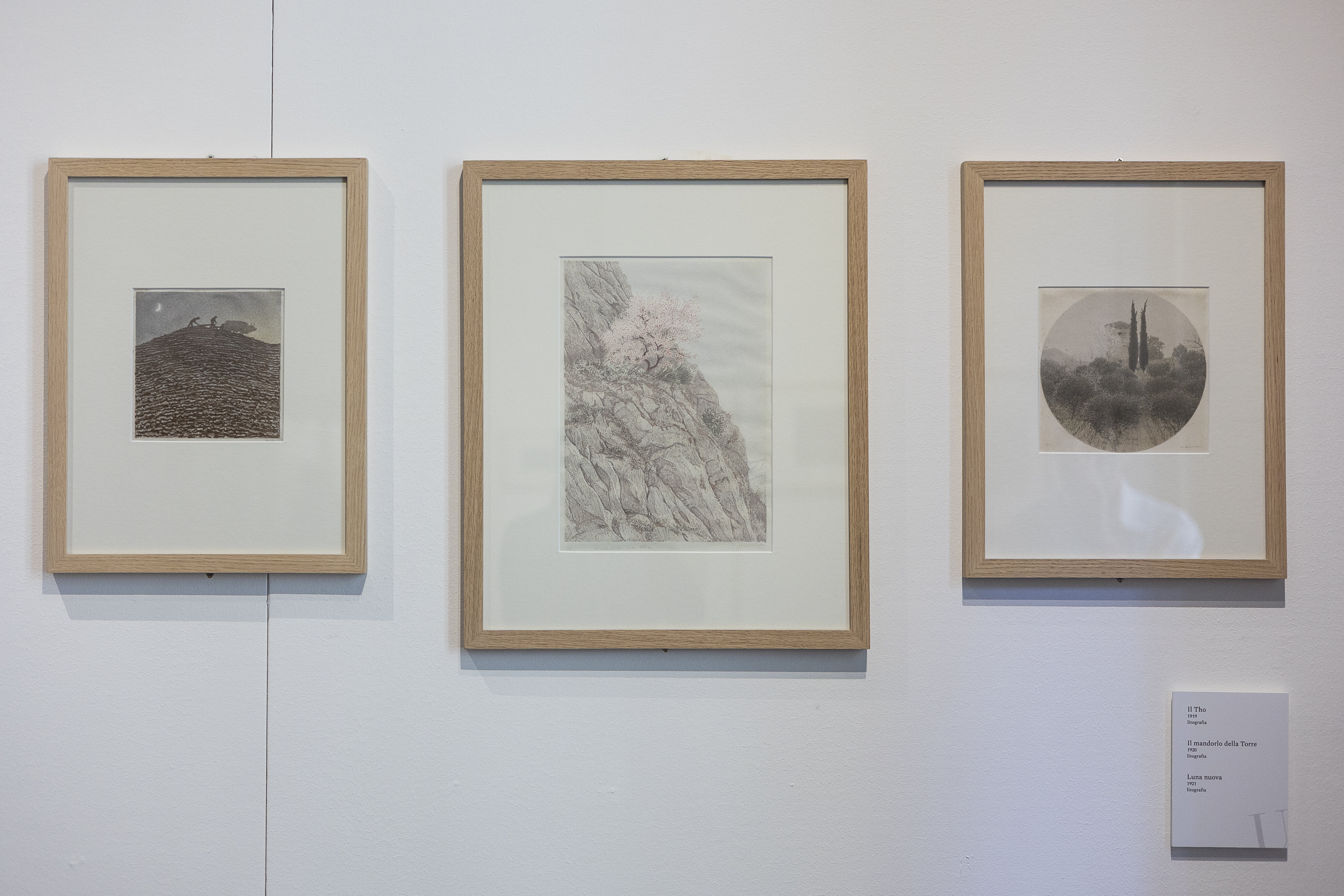 Museocivicougonia 2