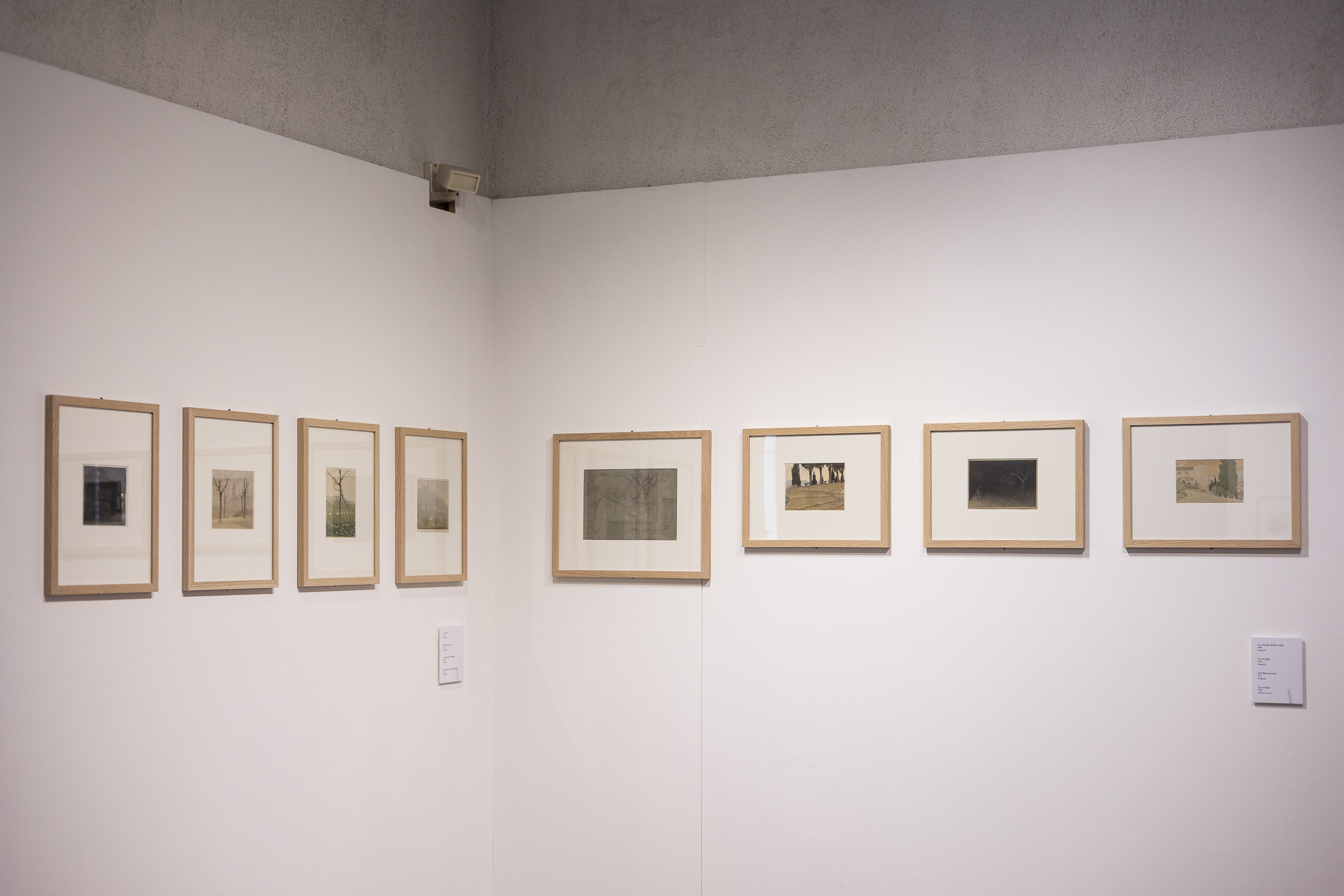 Museocivicougonia 4
