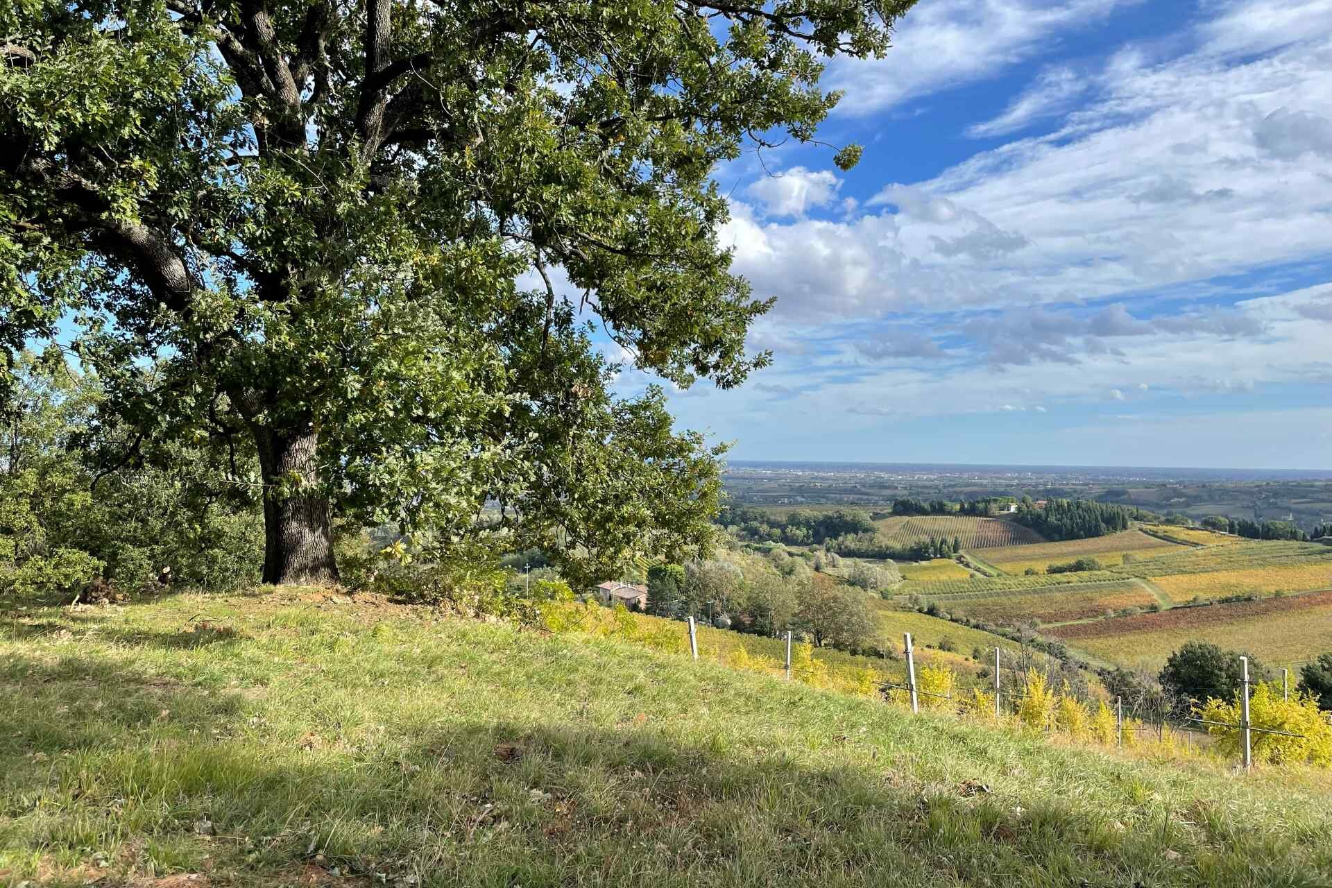 Serra di Castel Bolognese