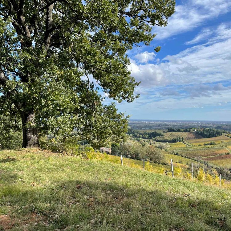 Serra di Castel Bolognese