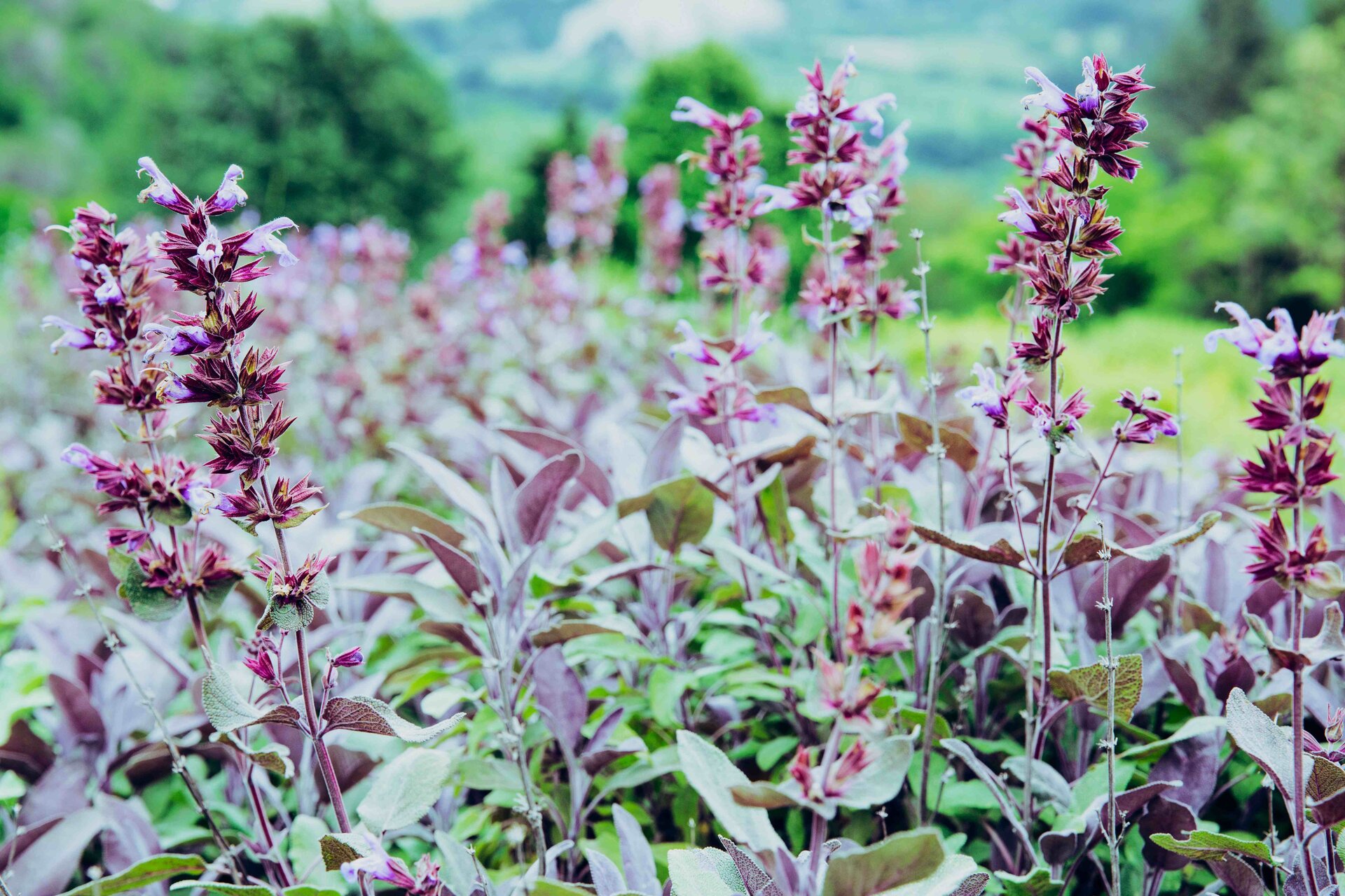 Le erbe aromatiche in cucina - Giardino delle Erbe