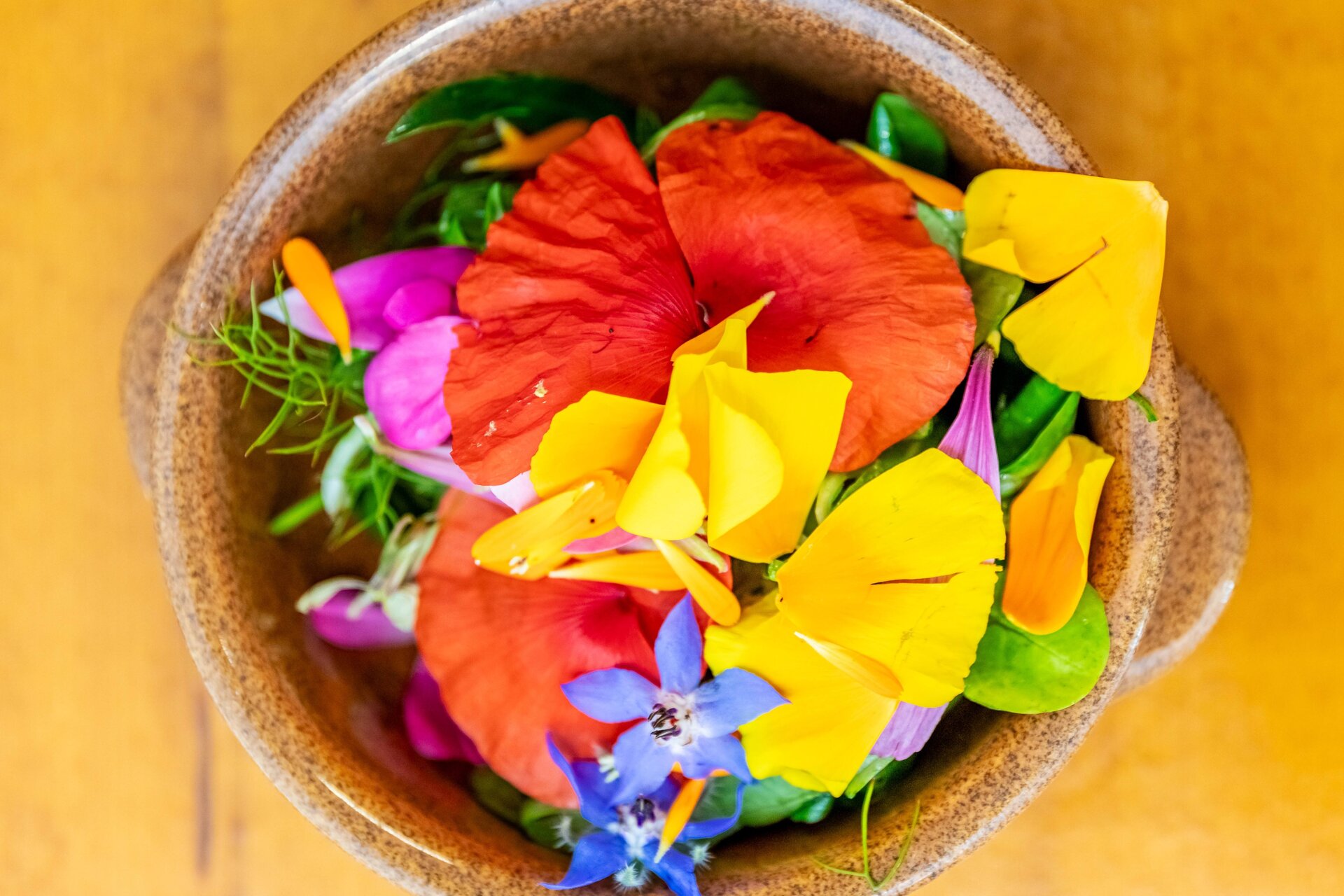 Spring 2026 at the “Augusto Rinaldi Ceroni” Herb Garden