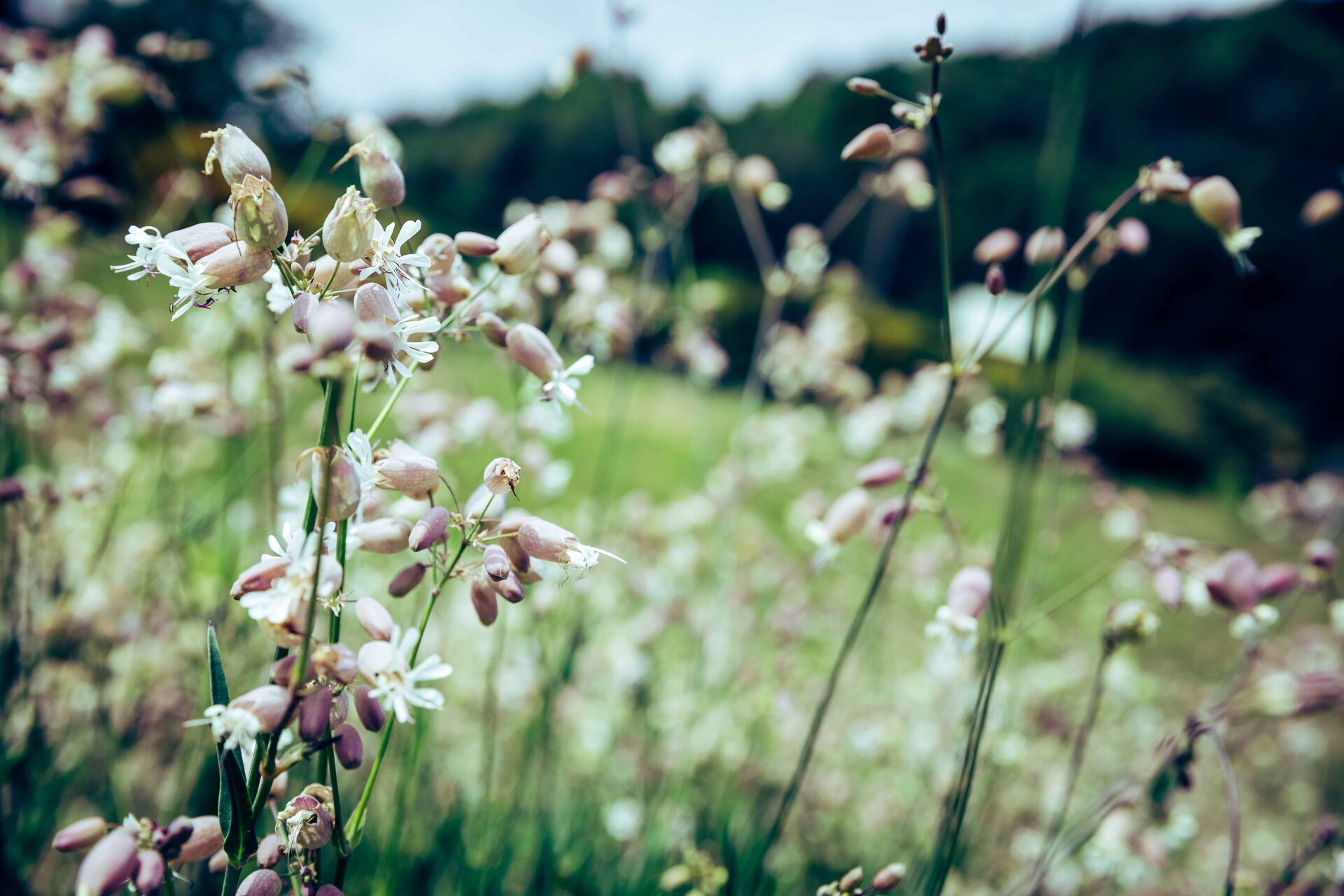 Picnic in the Garden