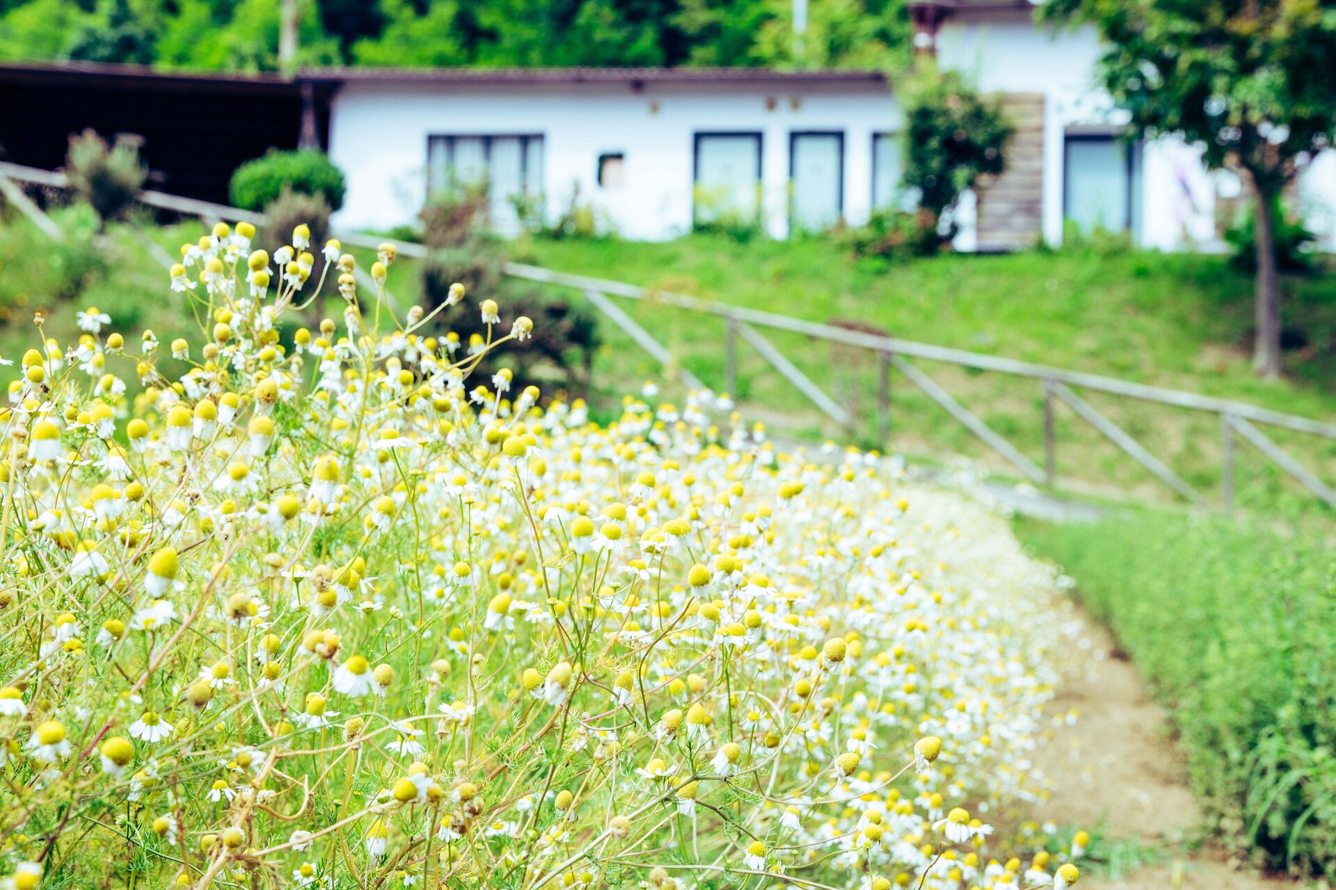 Visita guidata al Giardino delle Erbe con Degustazione di Tisane