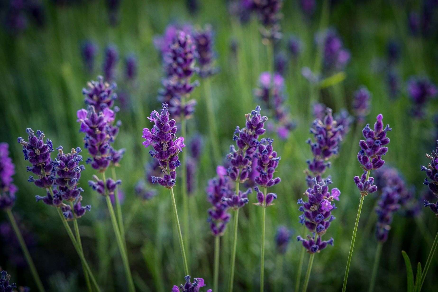 L'Officina dei fiori lenti