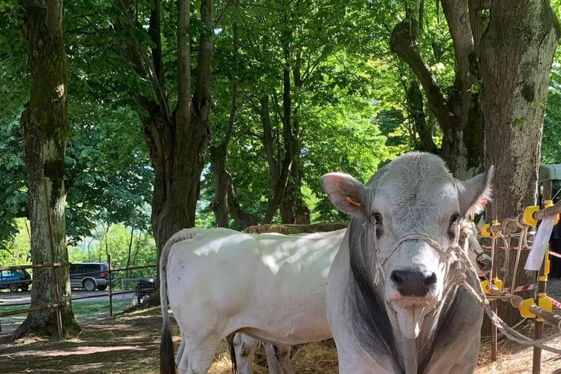 Antica Fiera di Valsenio