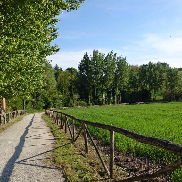 Petali della Ginestra | Gallisterna