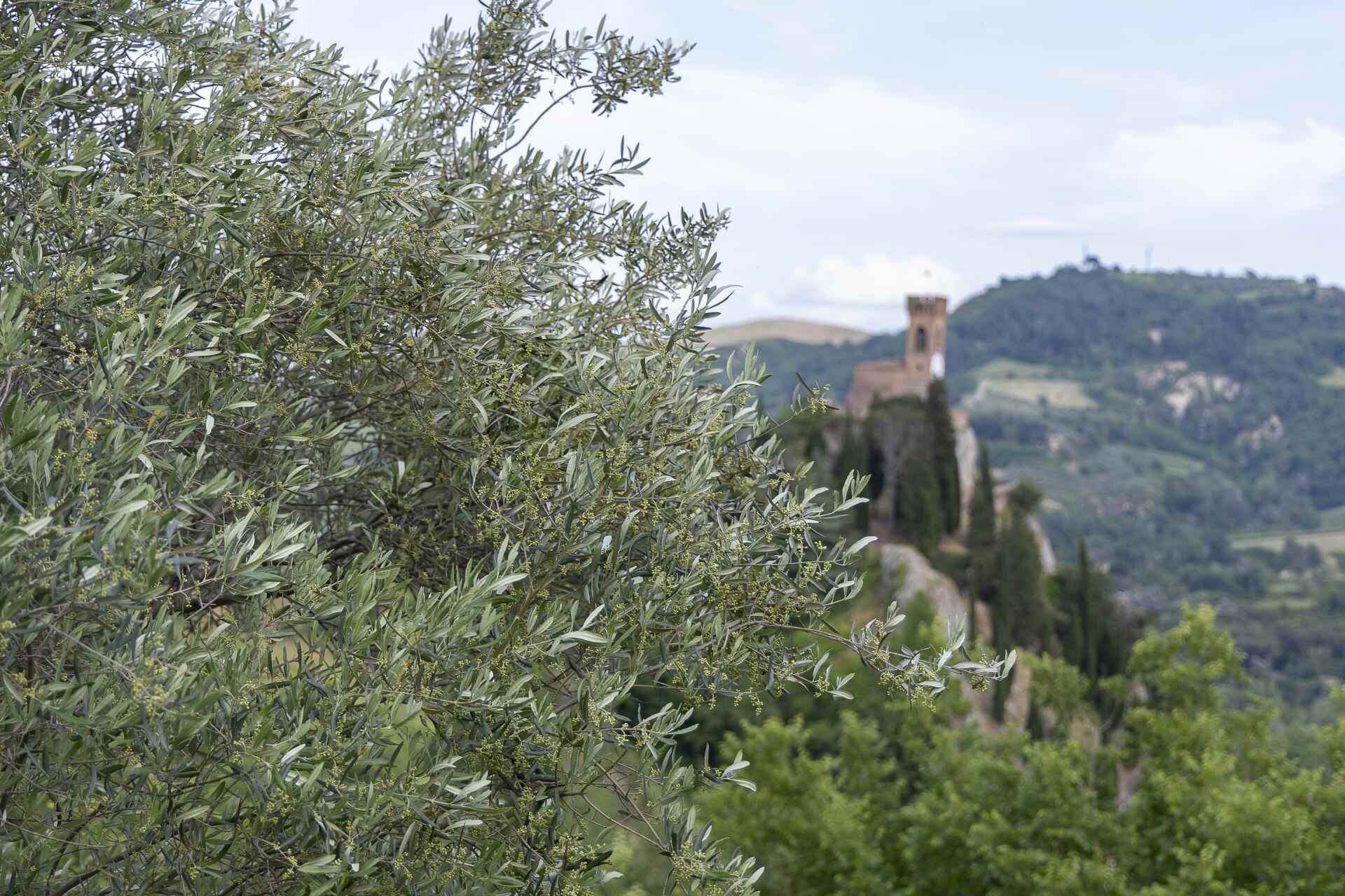 Sentiero dell’Olio