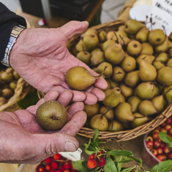 Pera Volpina Ph Apiffari