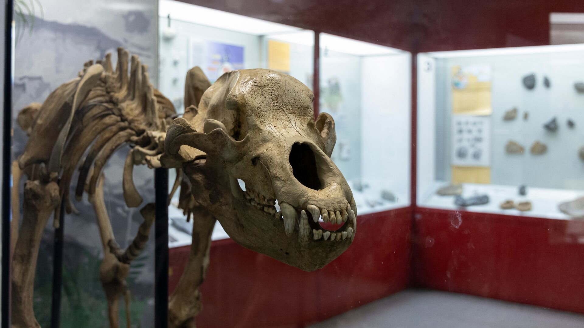 Museo Civico di Scienze Naturali Domenico Malmerendi