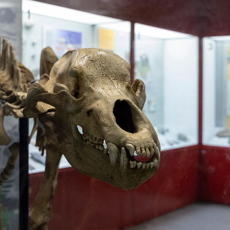 Museo Civico di Scienze Naturali Domenico Malmerendi