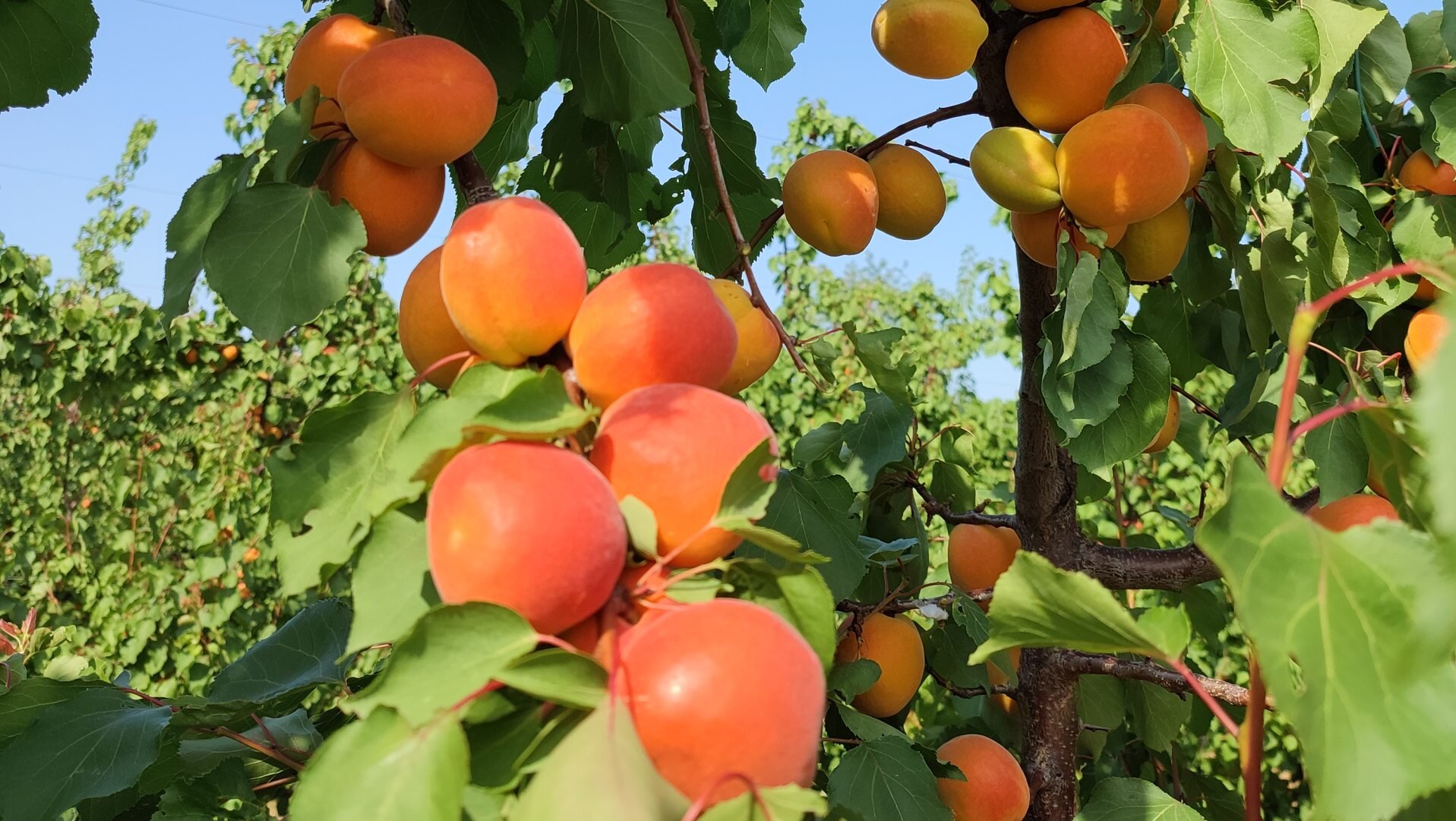BERTONI Bottega e Cucina - Azienda Agricola