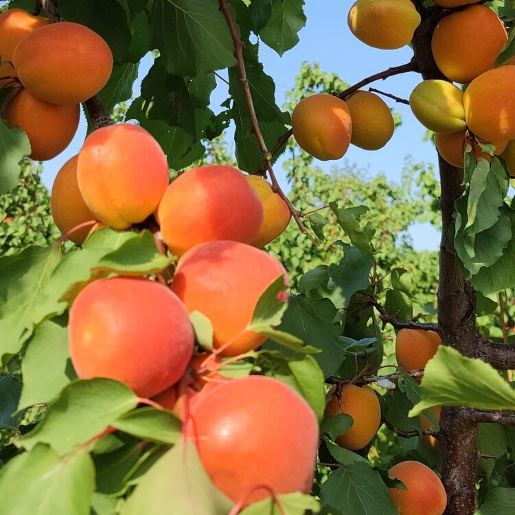 BERTONI Bottega e Cucina - Farm and Products