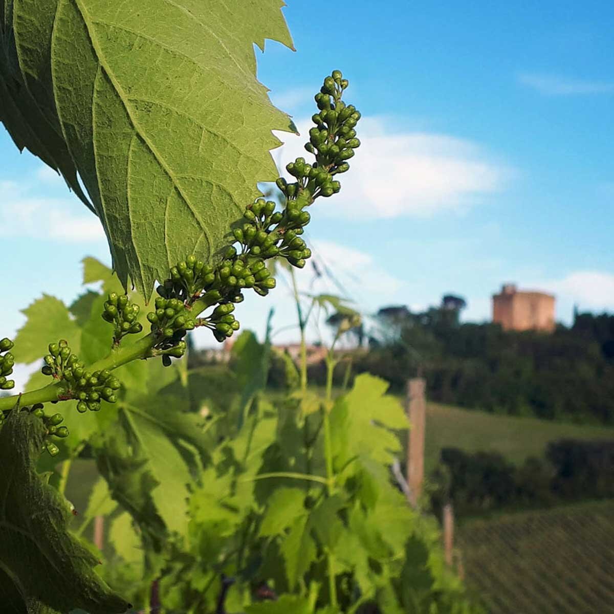 Cantina San Biagio Vecchio Faenza 6