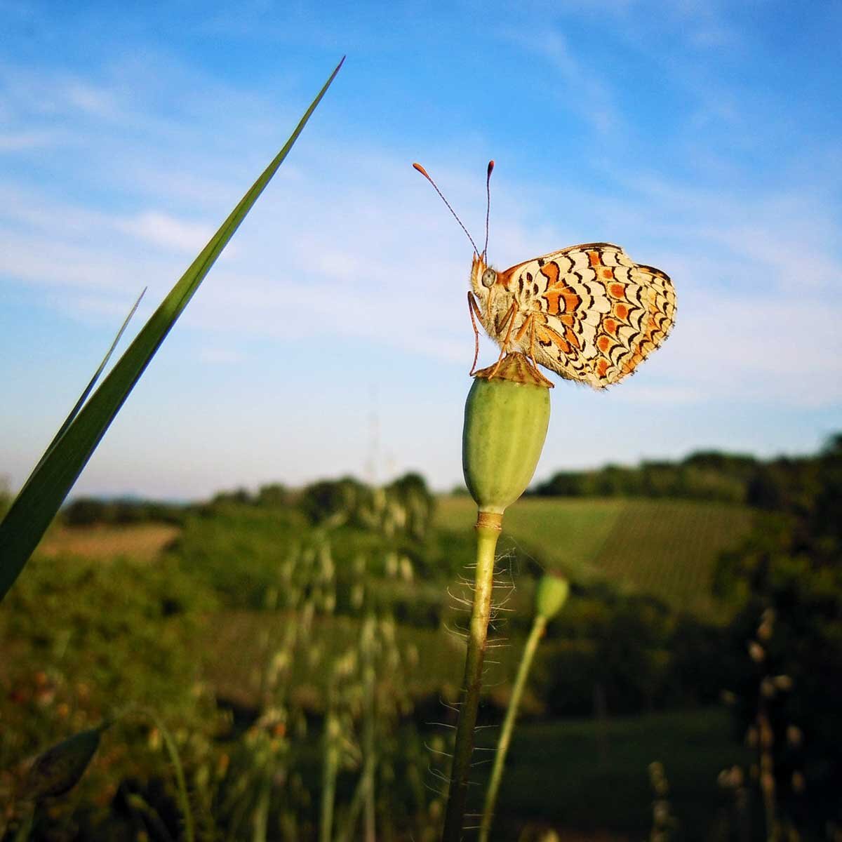 Cantina San Biagio Vecchio Faenza 5