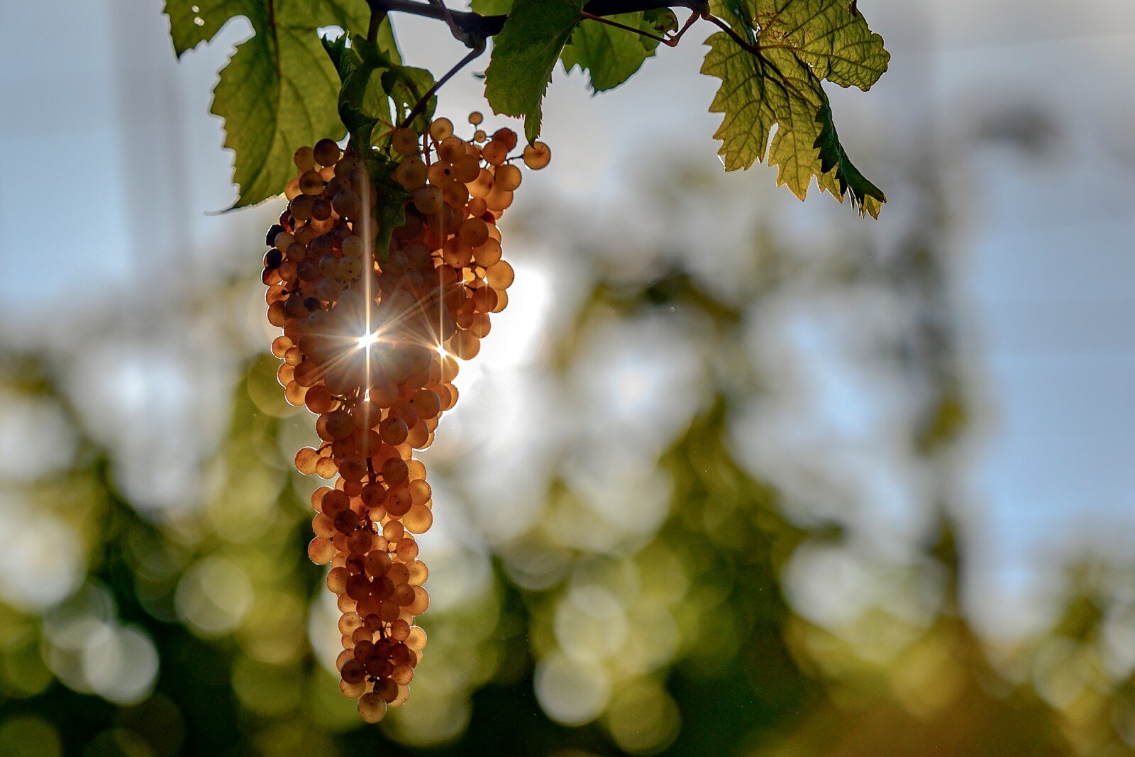 Fondo San Giuseppe 2