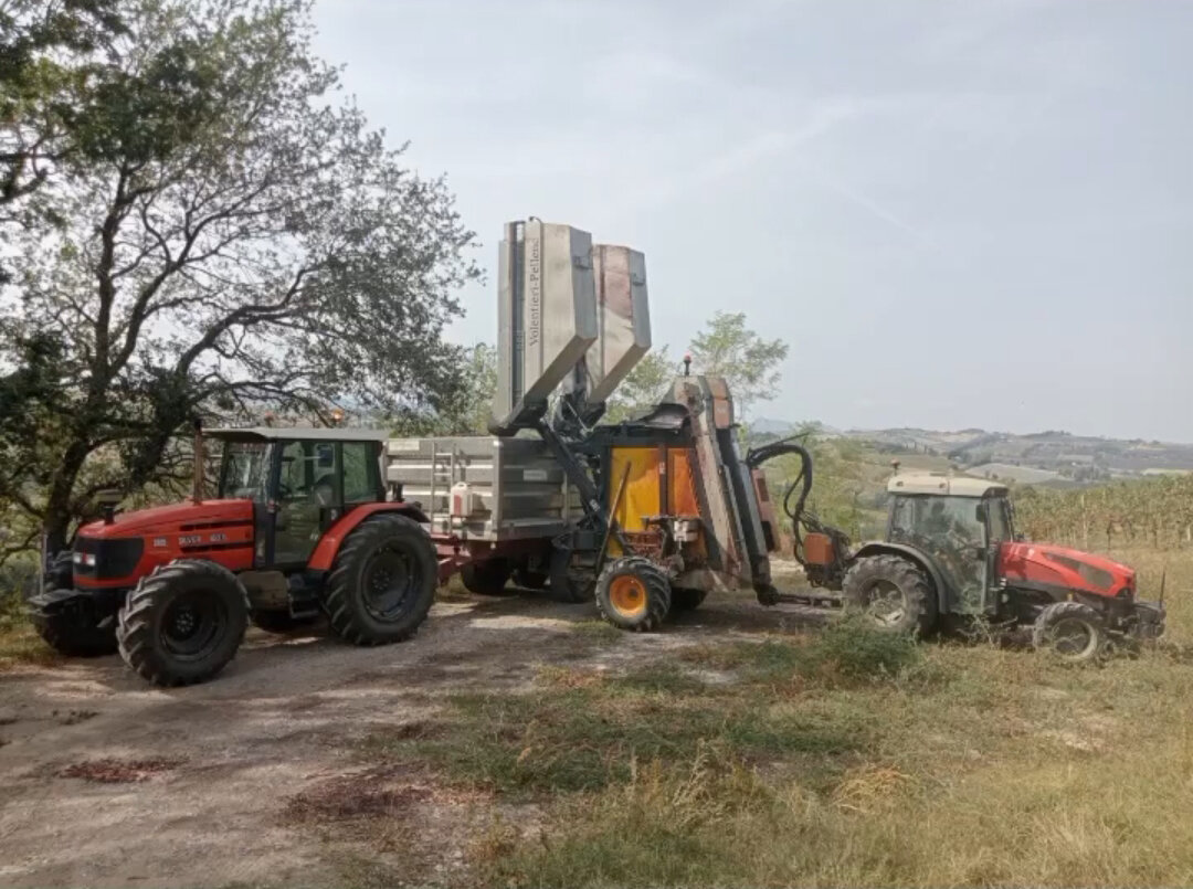 Mazzoni Azienda Agricola 12