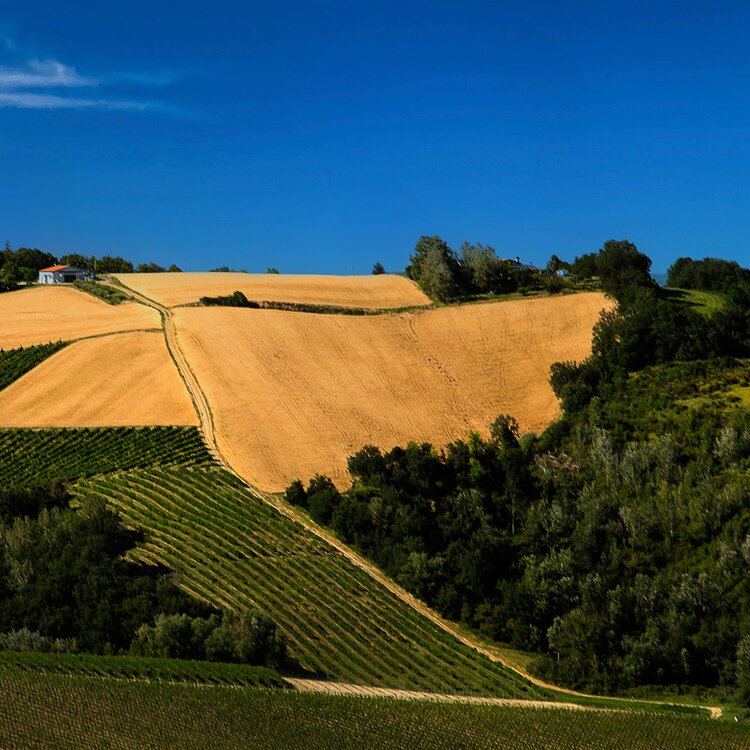 Tenuta Nasano - Cantina