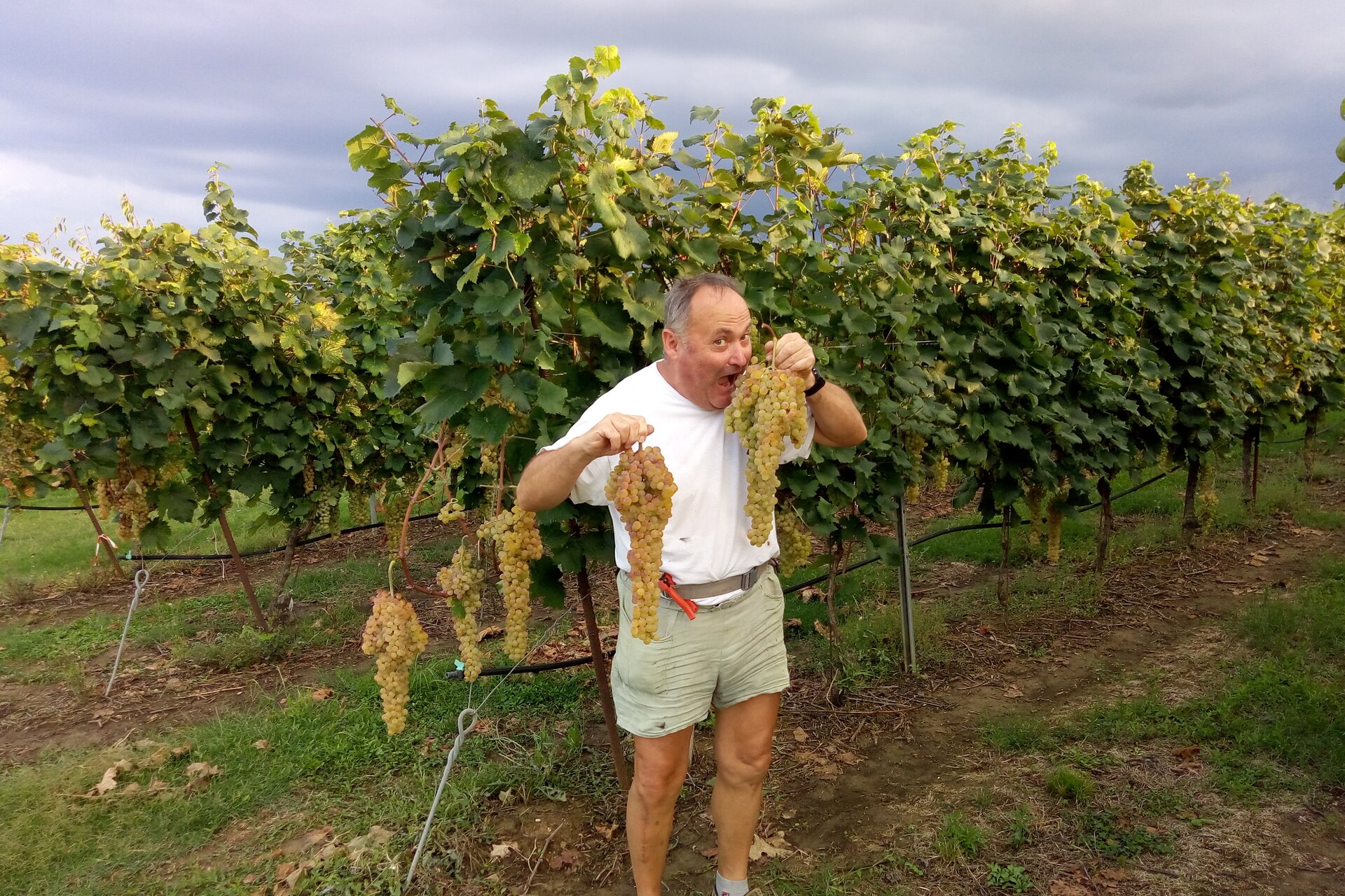 Zinzani Vini