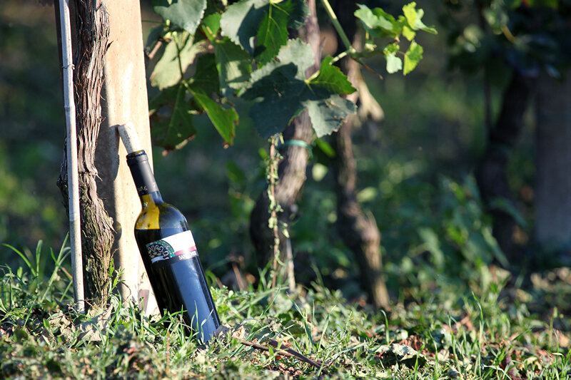 Sangiovese