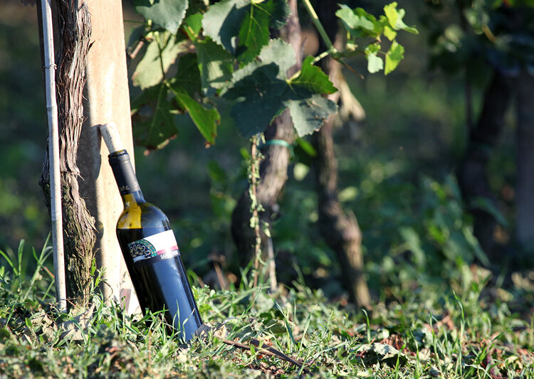 Sangiovese