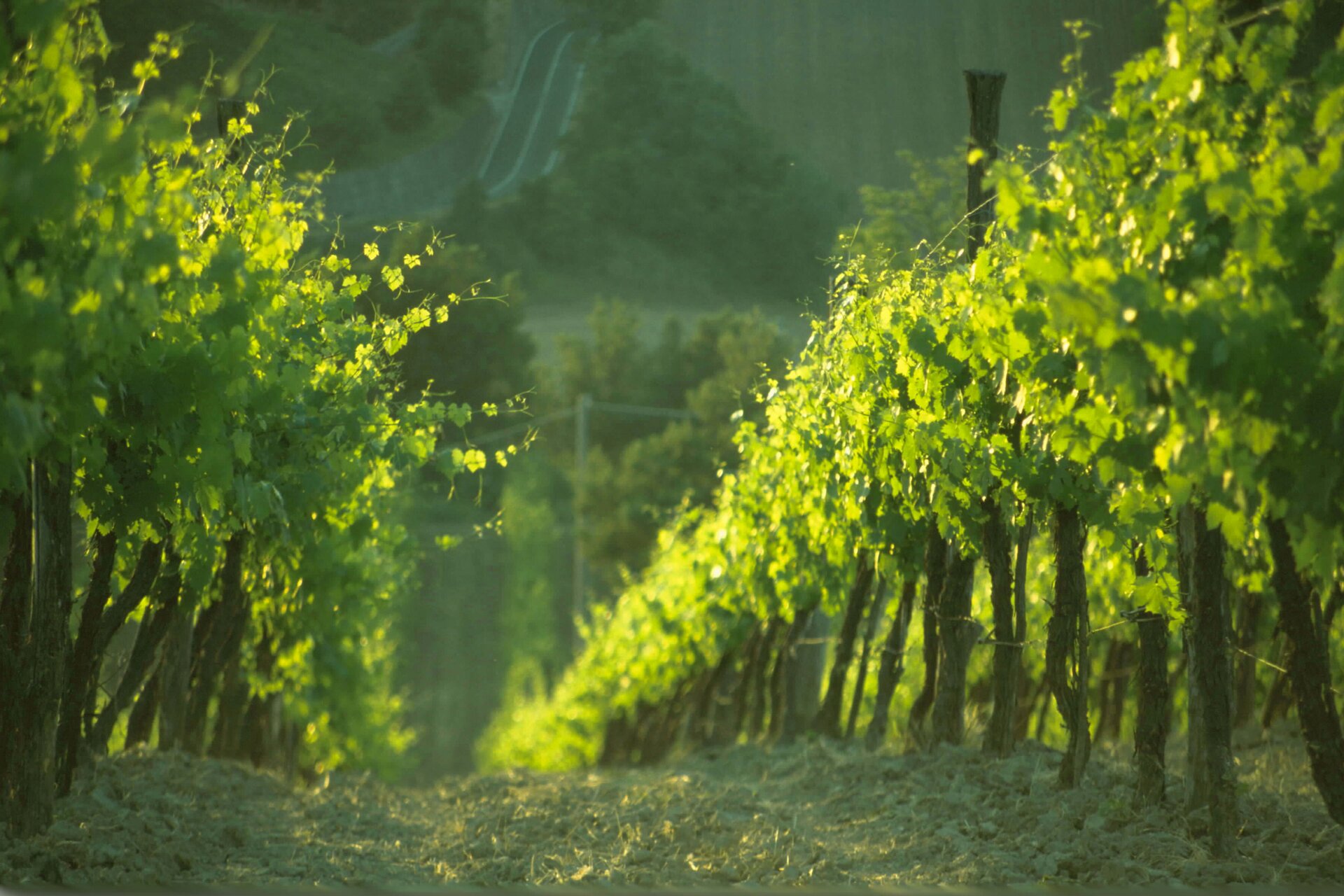 Strada della Romagna