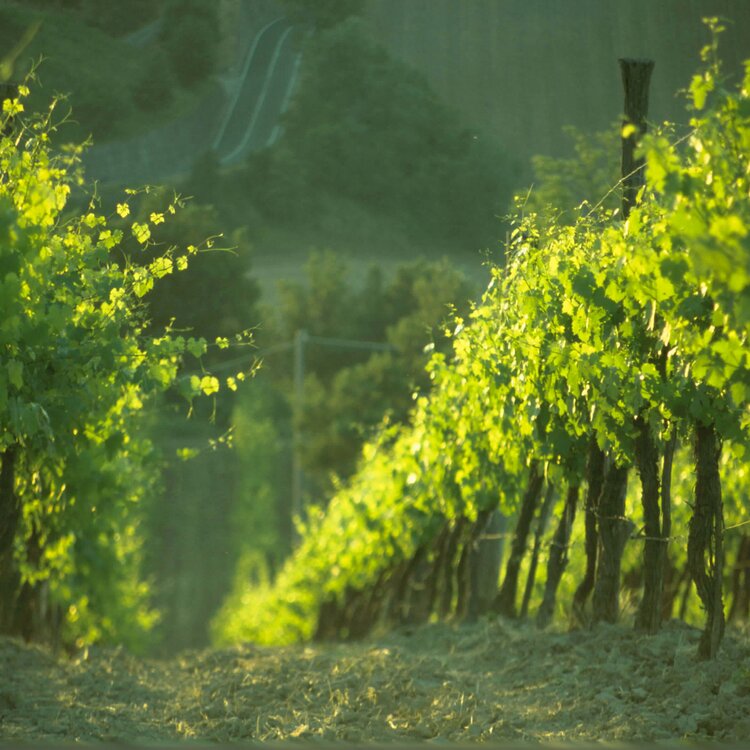 Strada della Romagna