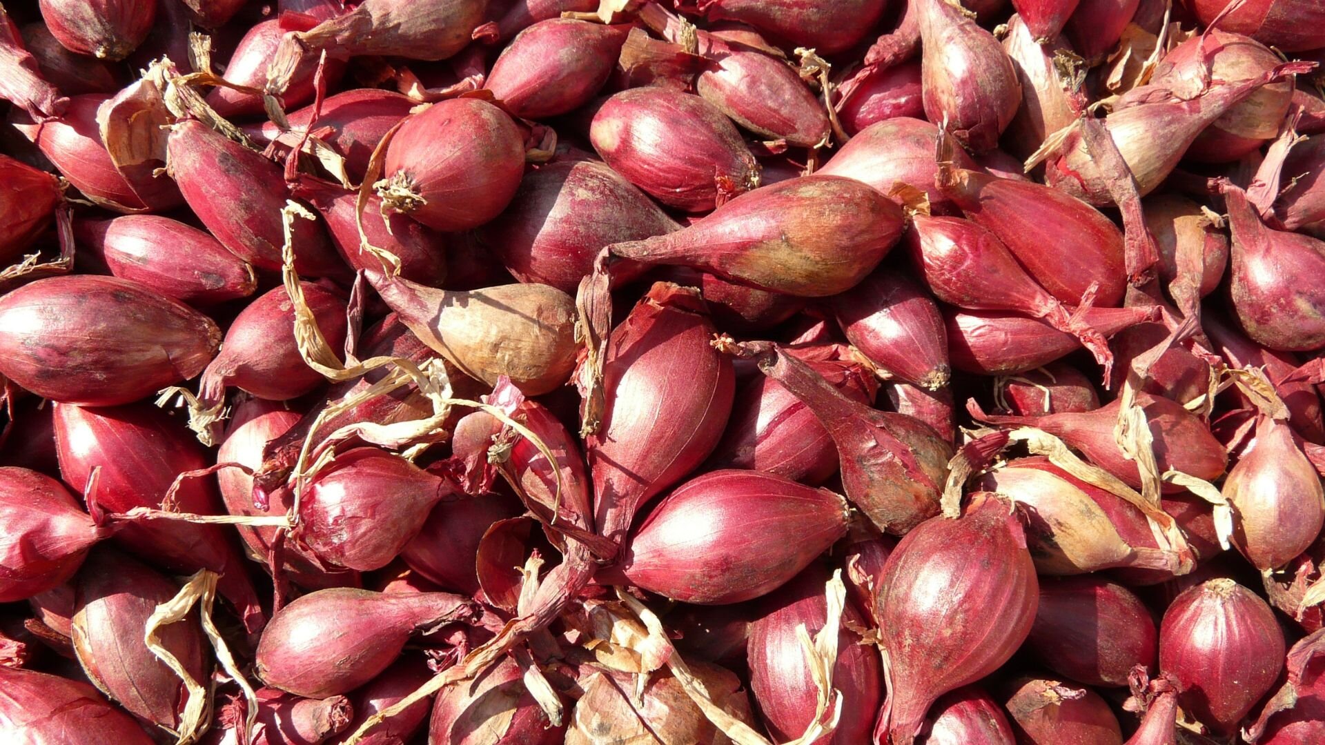 Scalogno di Romagna