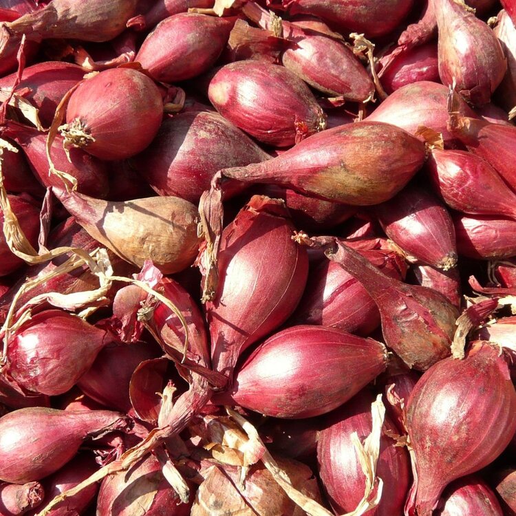 Scalogno di Romagna