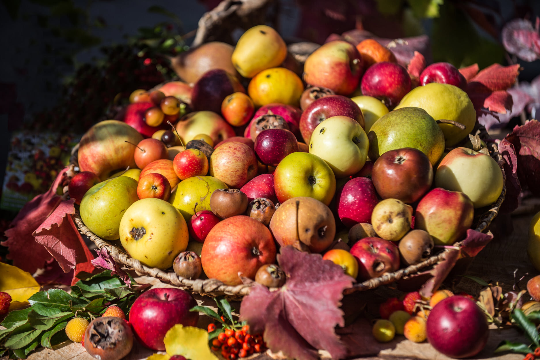 8 Festa Frutti Dimenticati 3
