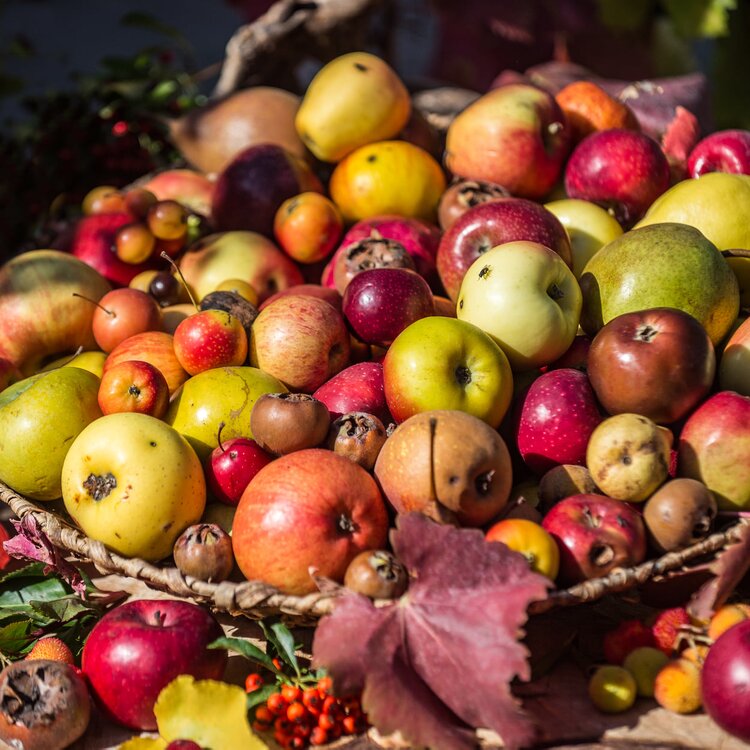 8 Festa Frutti Dimenticati 3