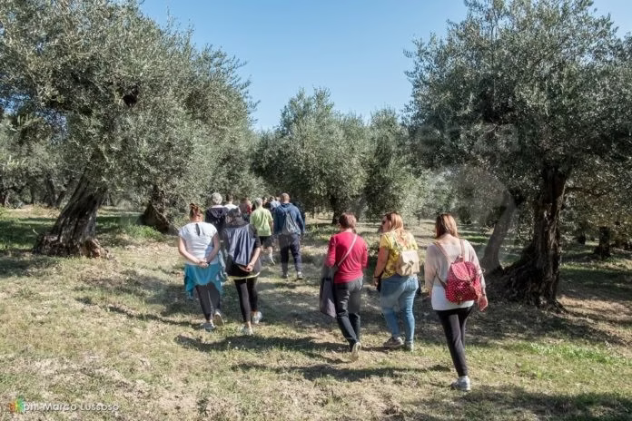Camminata tra gli Olivi