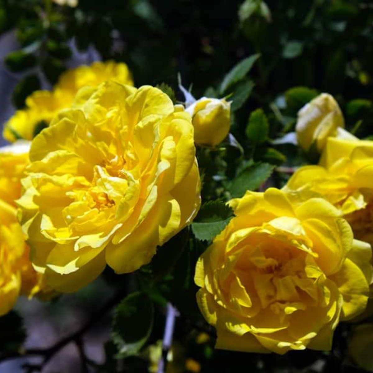 Giornate FAI di Primavera 2026