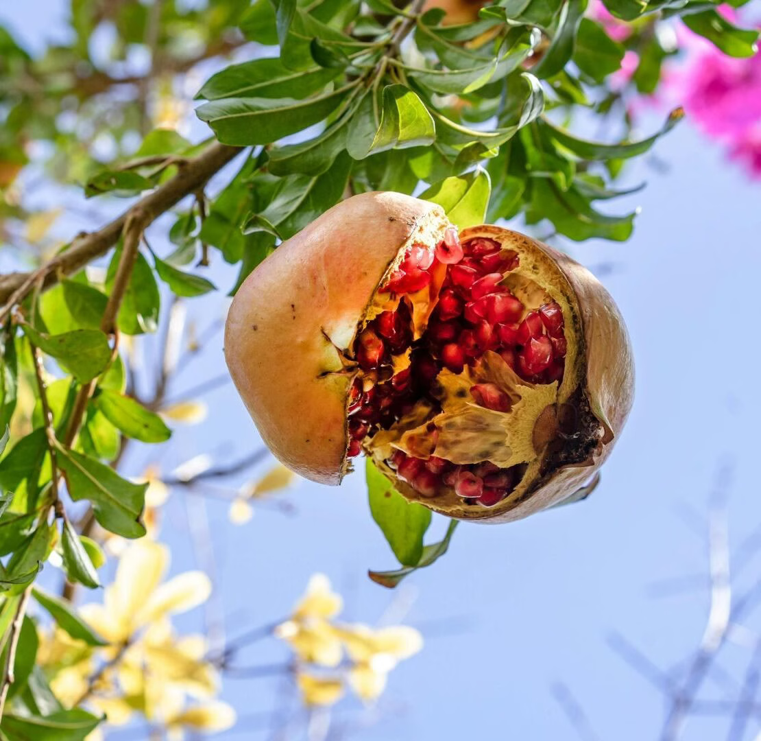 Grani e melograni - Torre di Oriolo 2026