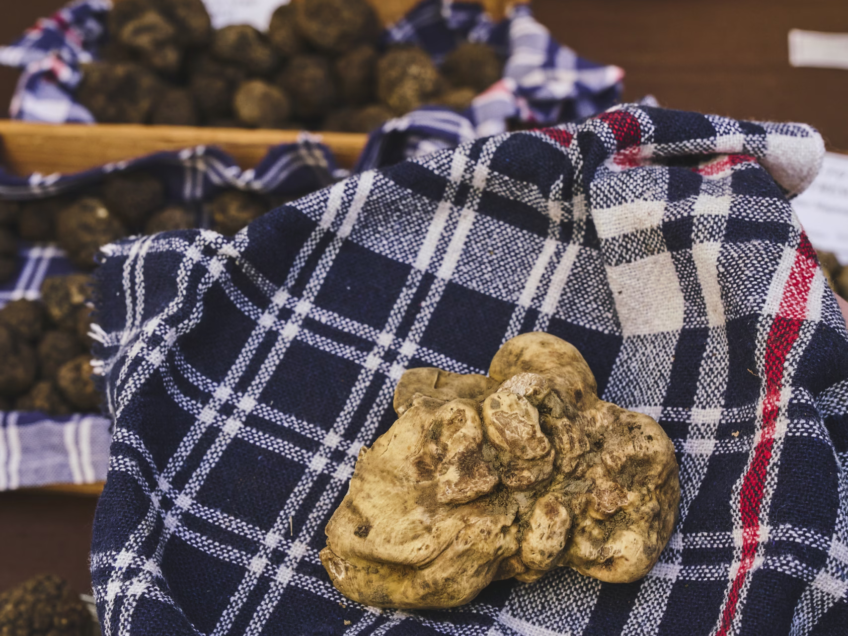 Sagra Sua Maest Il Tartufo Br 7833