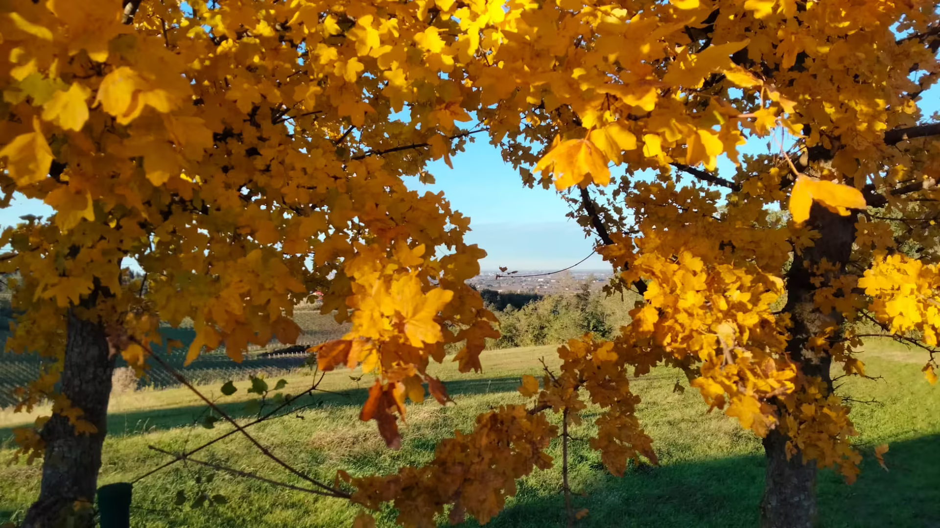 Visita guidata - Foliage a Villa Palermo di Celle. Una passeggiata - 22 novembre 2025