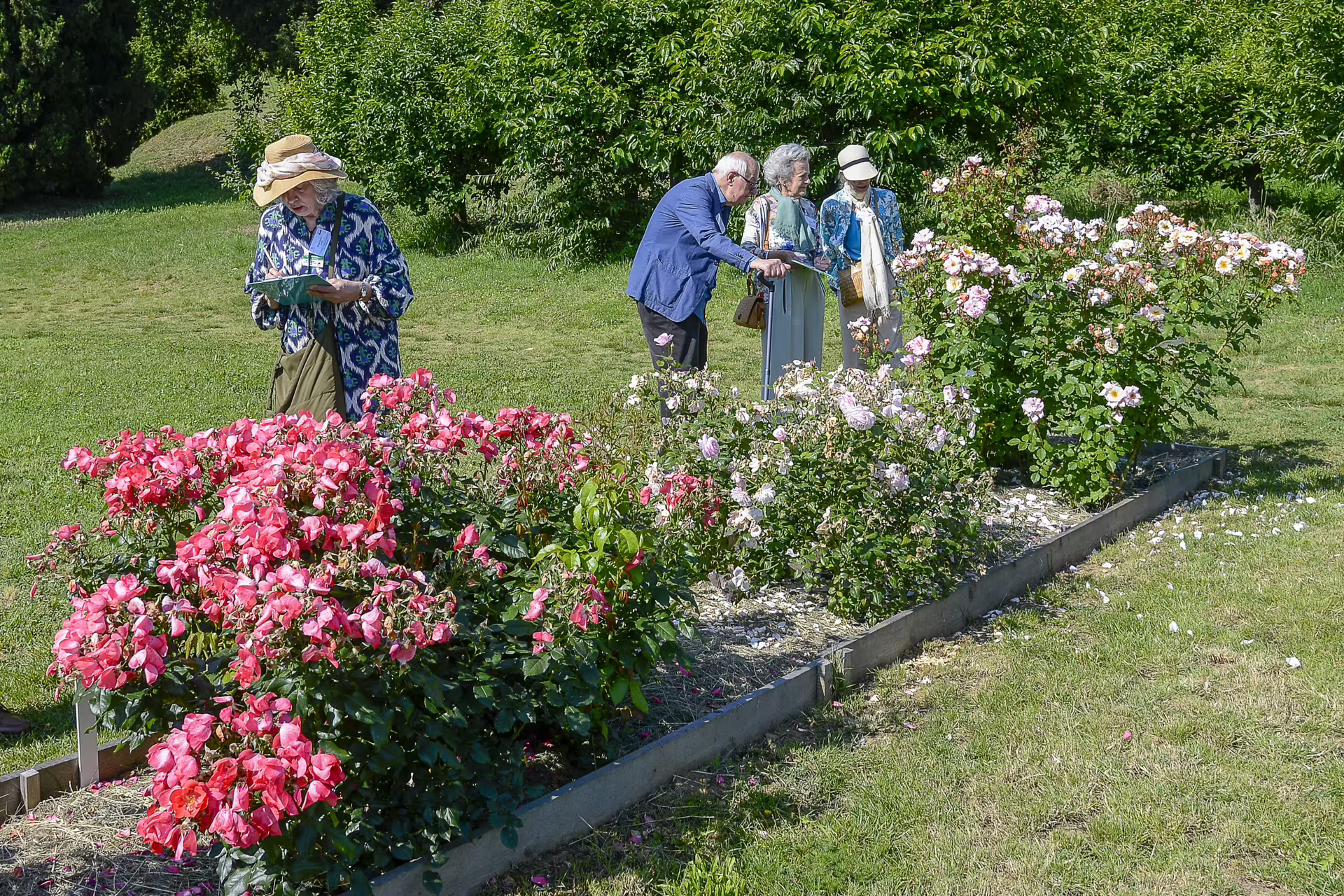 Visite al roseto del colle di Persolino - 23 maggio 2026
